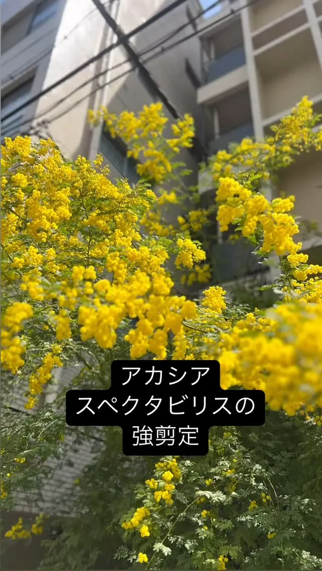 今回は剪定！　　　2025.5.17