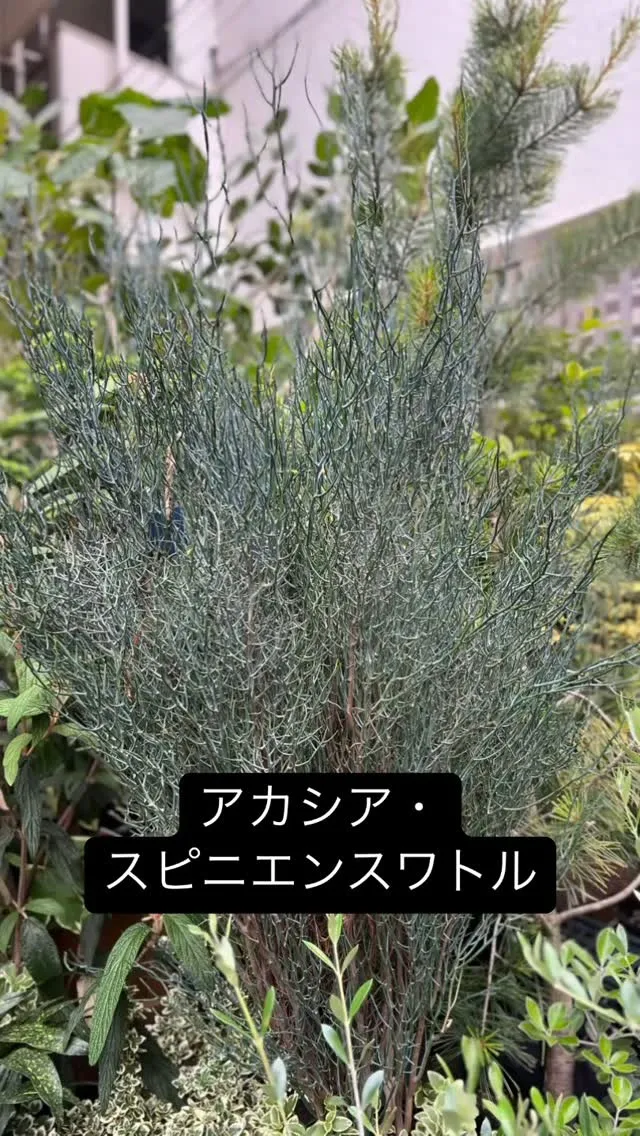 アカシア・スピニエンスワトル。