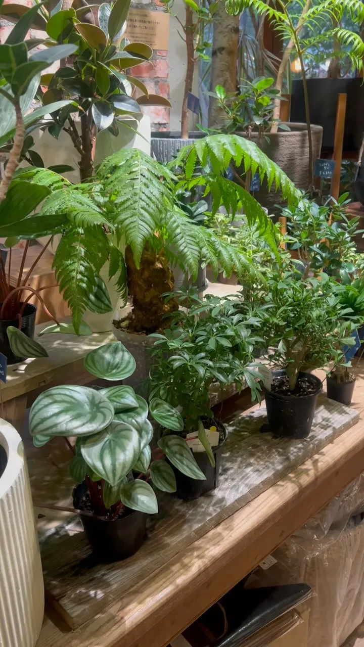 梅雨？いつまで言ってんだ？　　2025.7.12