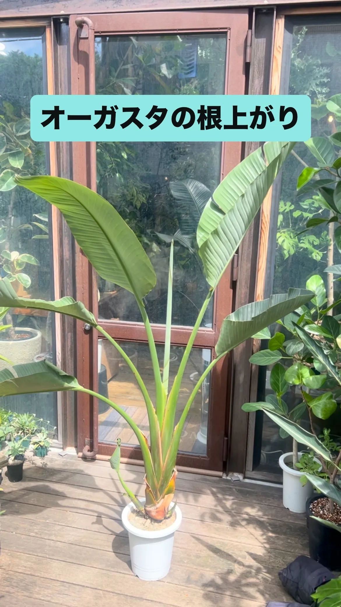 オーガスタの根上がり　　　　2025.7.27