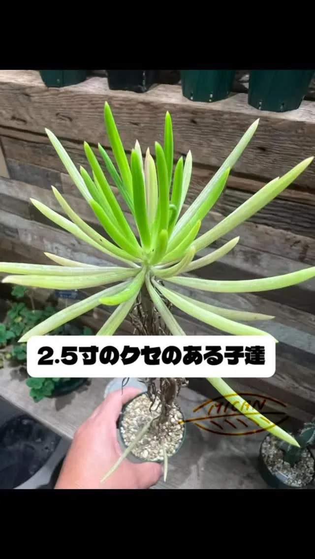 2.5寸のクセのある子達の一部紹介　2025.10.13